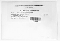 Melampsora medusae image